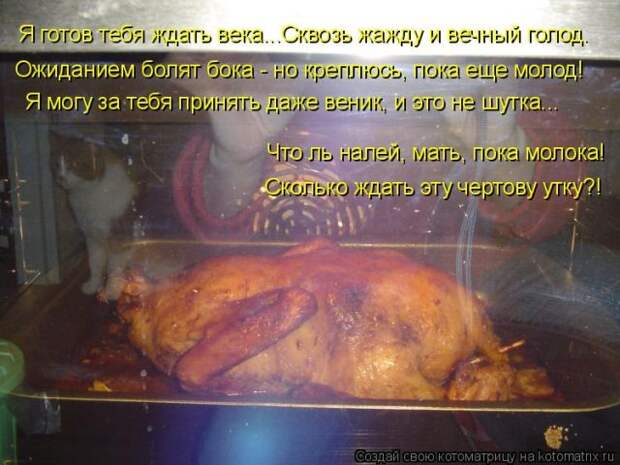 Лучшие котоматрицы недели (50 фото)