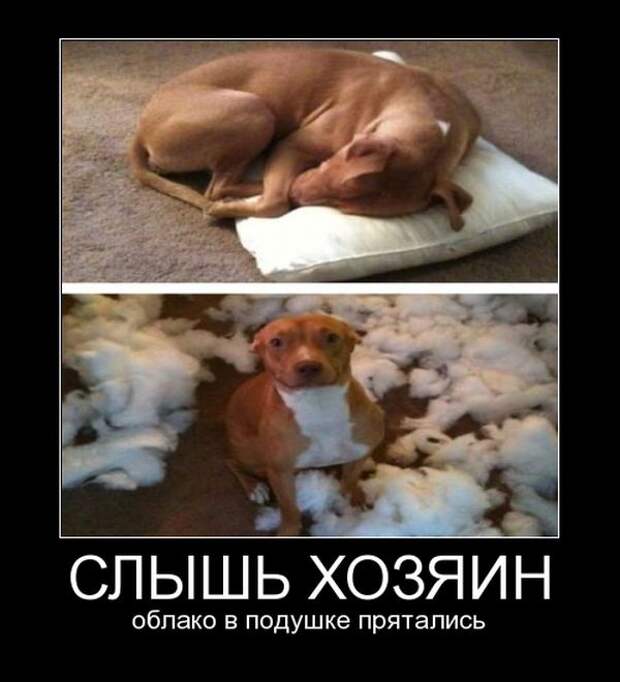 Демотиваторы демотиваторы, юмор