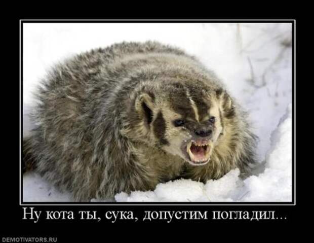 Демотиваторы про котэ, почти как котоматрицы!