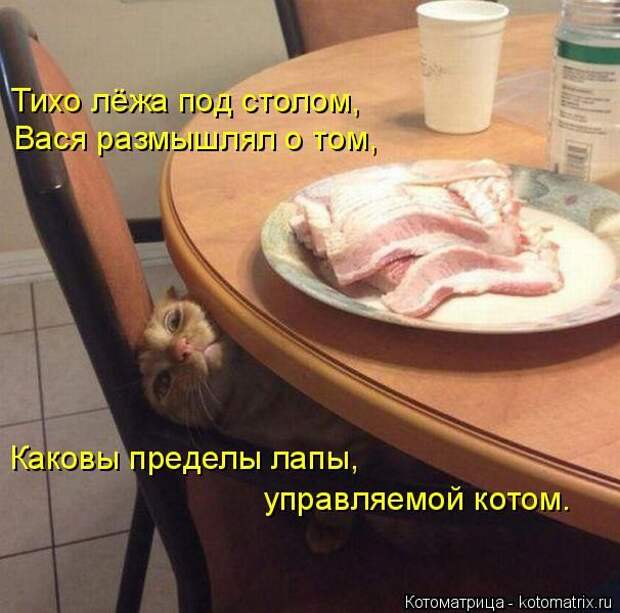 Лучшие котоматрицы недели (50 фото)
