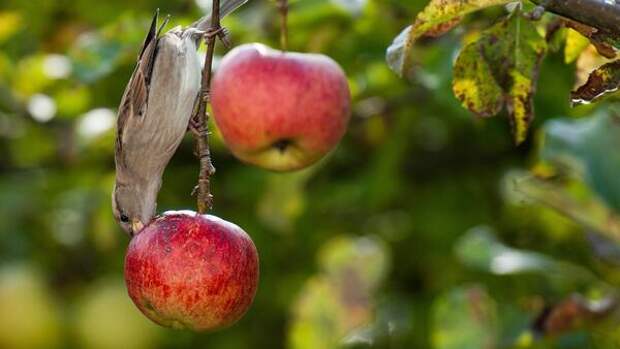 Пернатые вредители: как защитить плодовые деревья от птиц