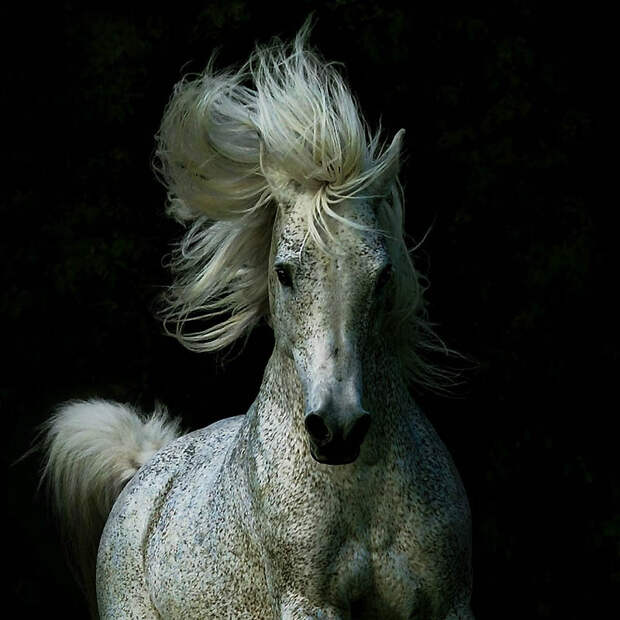 24. В 80-ые годы арабские лошади стали популярным символом статуса, и их продавали как произведения 