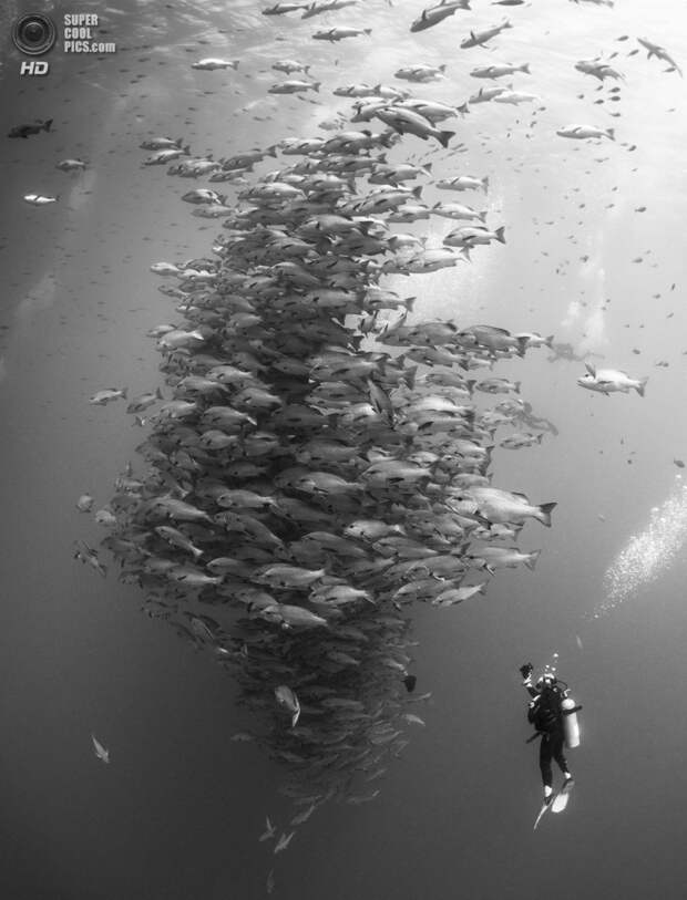 Категория: Wide-angle/Divers. 1 место. (Nadya Kulagina/UnderwaterPhotography.com)