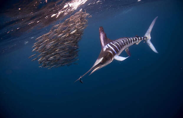 Волшебство океана Фотография: Волшебство океана №9 - BigPicture.ru