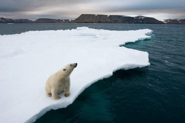 Дикие животные от Арктики до Антарктиды