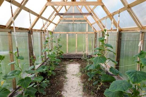 Готовим теплицу: эксперты рассказали, как грамотно начать весенние работы, чтобы получить хороший урожай