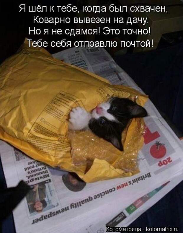 Лучшие котоматрицы недели