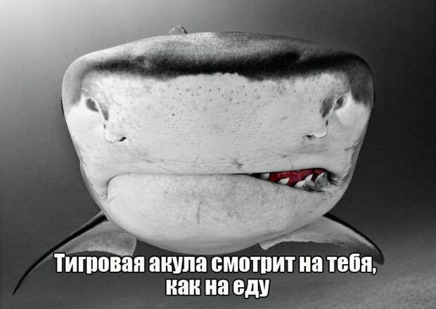 Забавная подбрка фотографий Забавная подбрка фотографий