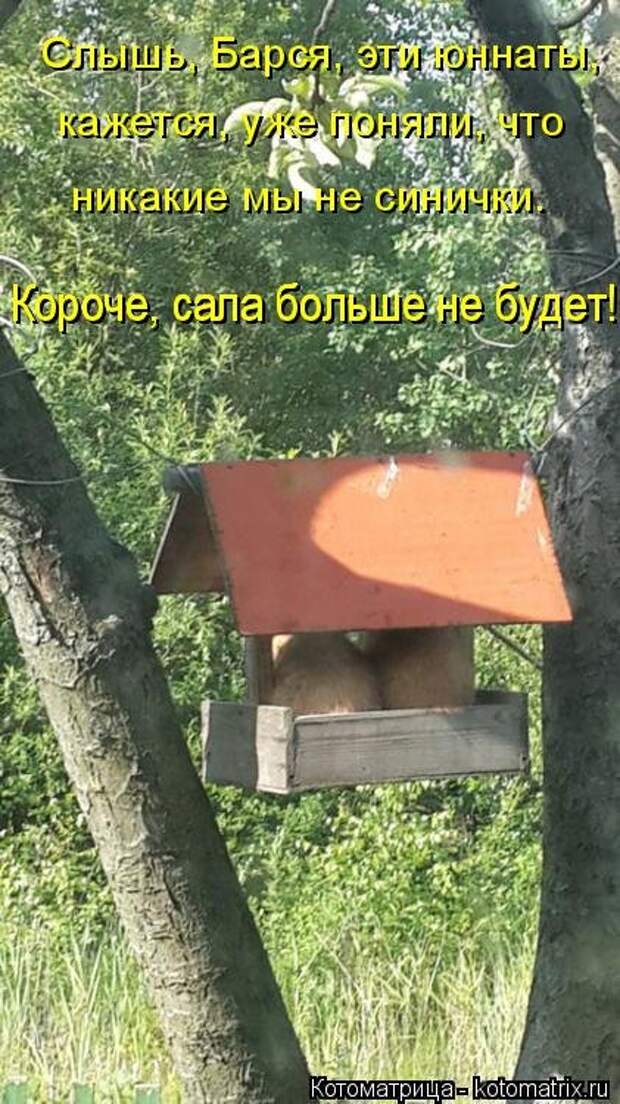 Лучшая котоматрица недели (30 фото)