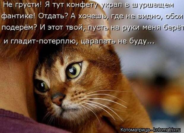 Новая котоматрица на Бугаге (39 фото)