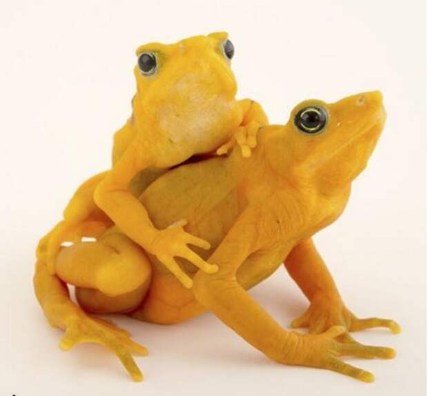 Panamanian golden frogs