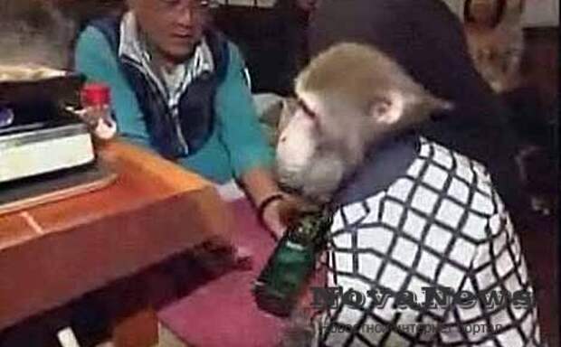 В Японии появился ресторан с официантами – обезьянами