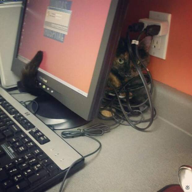 Фотозабавности и фотокурьёзы 13