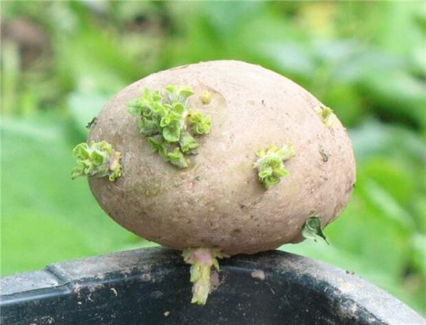 картофель