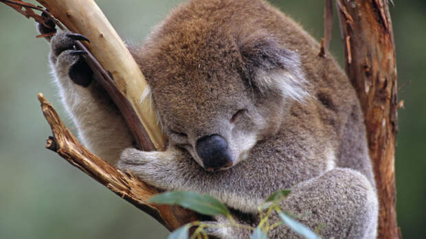 Коала