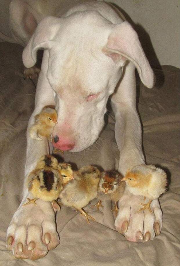 убежища животных 4