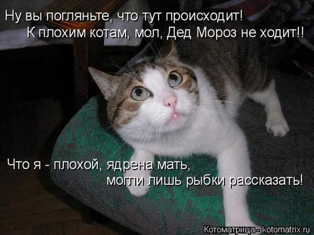 Лучшие котоматрицы прошедшей недели