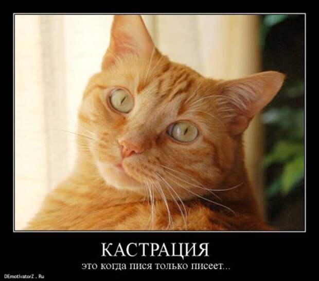 Демотиваторы, много новых и только прикольных.