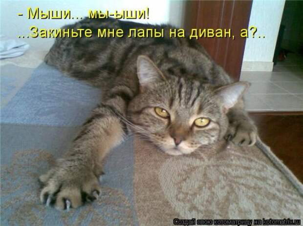 Котоматрица на Бугаге (37 фото)