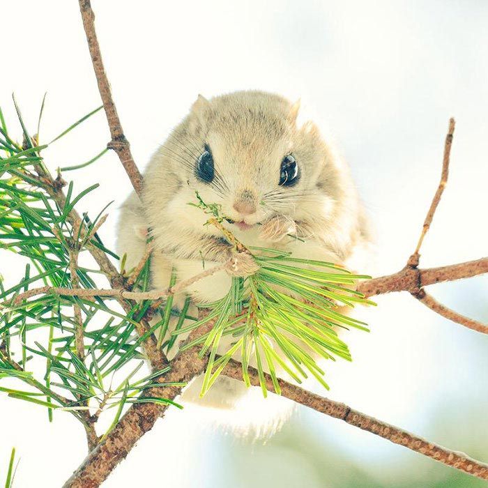 Hokkaido  cute animals, Хоккайдо милые животные