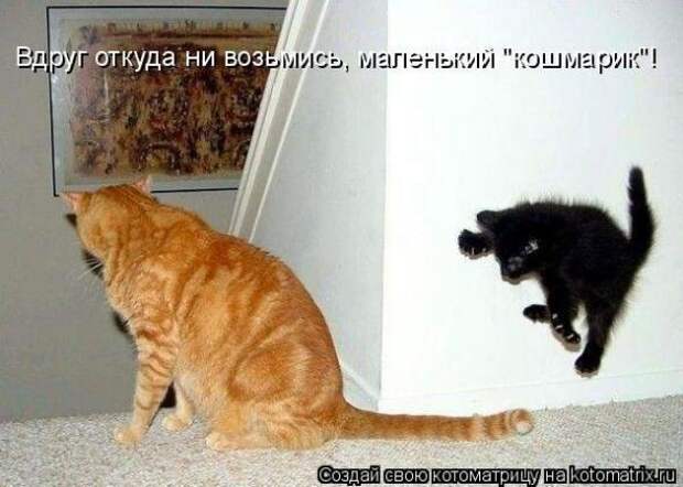 Котоматрица