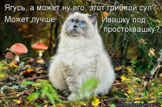 Новая котоматрица (32 фото)