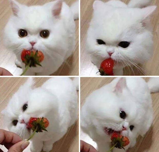 1.  еда, коты