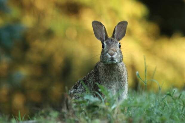 Охотникам раскрыли секреты правильной охоты на зайца