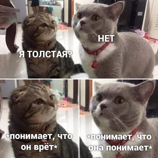 Самые удачные котомемы Рунета Самые удачные котомемы Рунета