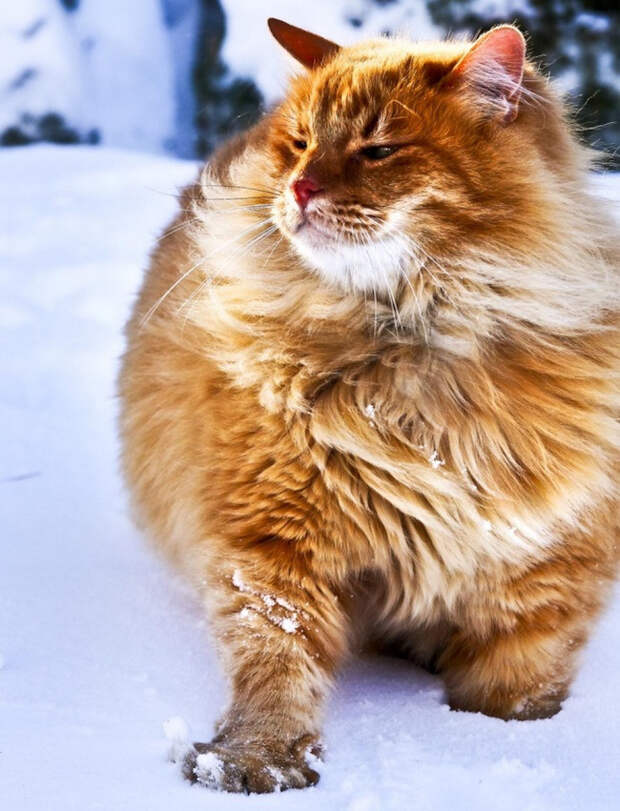 животные которые готовы к зиме 