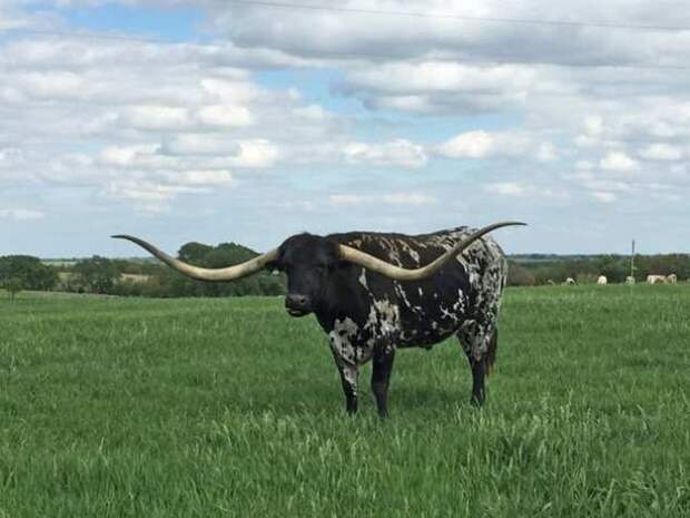 рекорды