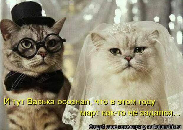 Котоматрица