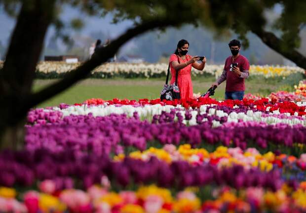 Фестиваль цветущих тюльпанов Skagit Valley Tulip Festival в Вашингтоне