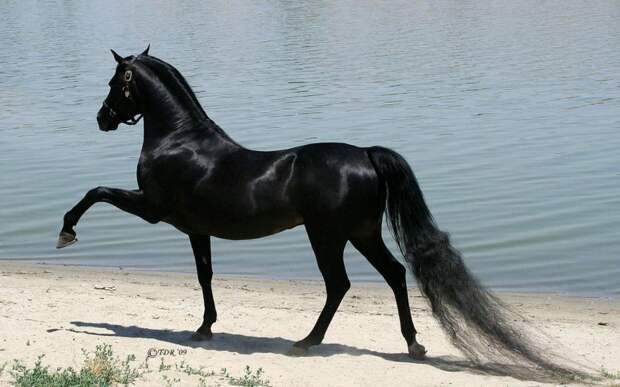 Самые красивые породы лошадей   Порода, лошадь