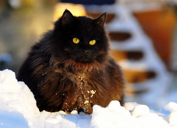 37.  кошка, пушистость, шерсть