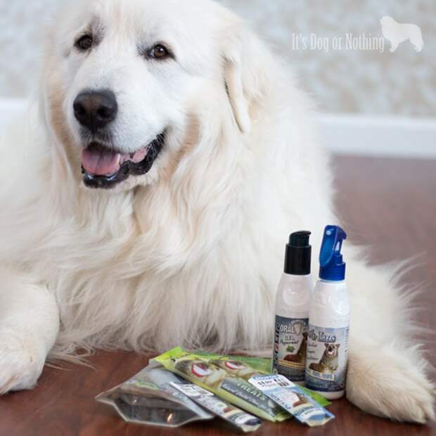 Pet Paw-Looza | PetzLife with Great Pyrenees