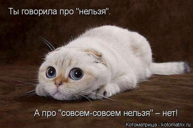 Лучшие котоматрицы недели (50 фото) Лучшие котоматрицы недели (50 фото)