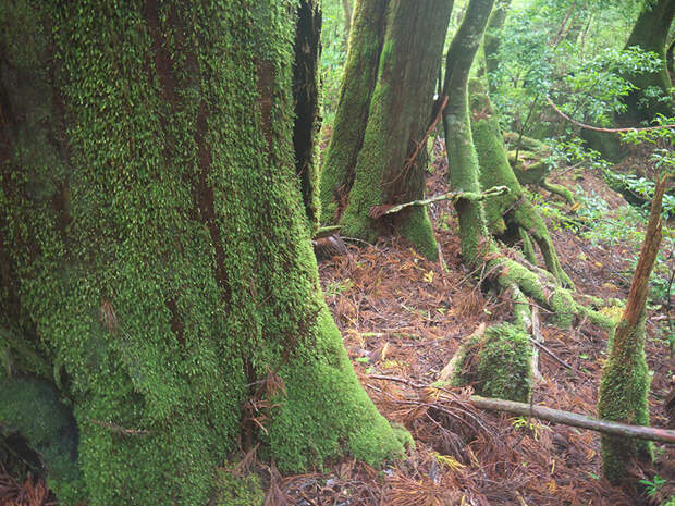 Япония, Якусима, остров, якушима, yakushima, лес, yakusugi land, кедр, мох, поход, зеленый, дерево,