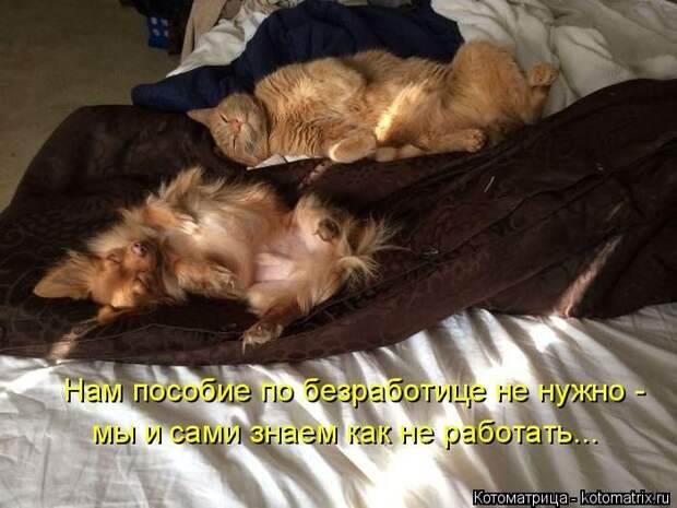 Лучшие котоматрицы недели