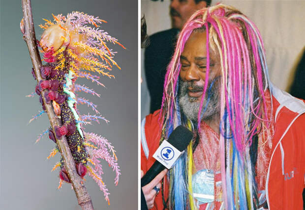 A Saturniidae Moth's Caterpillar Looks Like George Clinton