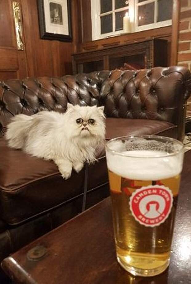 Страшный кот