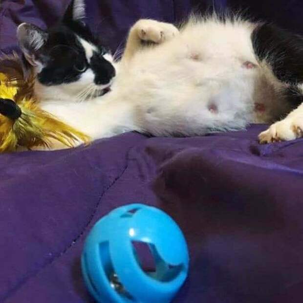 помощь беременной кошке беременная кошка