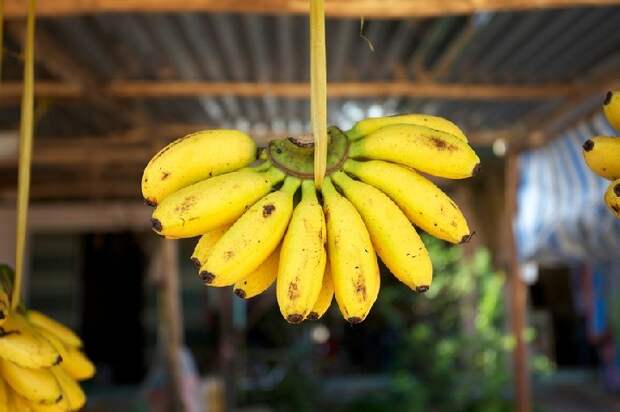 Бананы мешают похудеть