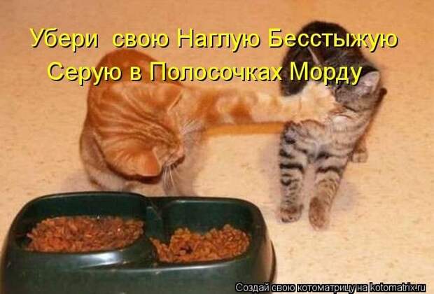 Новые котоматрицы за неделю