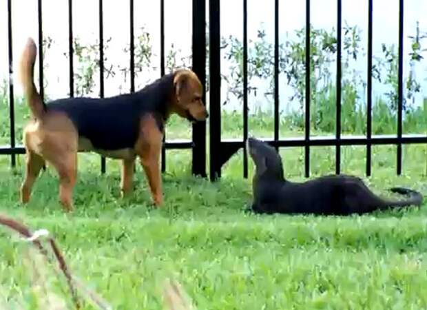 dog-and-otter