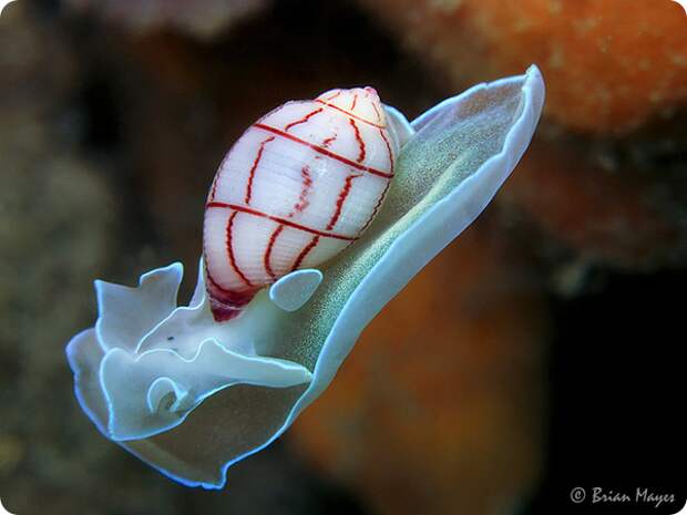 Брюхоногий моллюск Bullina lineata