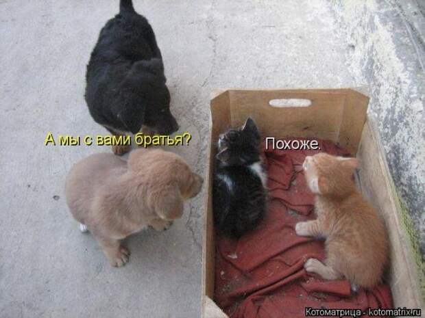 Весёлые котоматрицы - смешные кошки Весёлые котоматрицы - смешные кошки