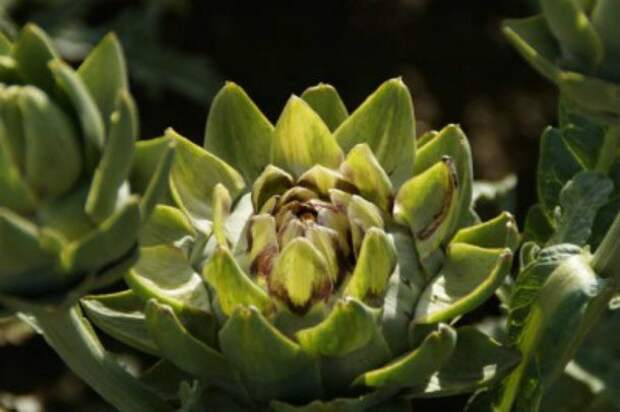 artichoke-610x406
