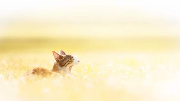 cats17 Всем любителям кошек посвящается