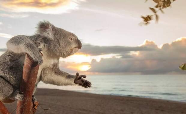 17 австралийских животных, очарование которых просто зашкаливает